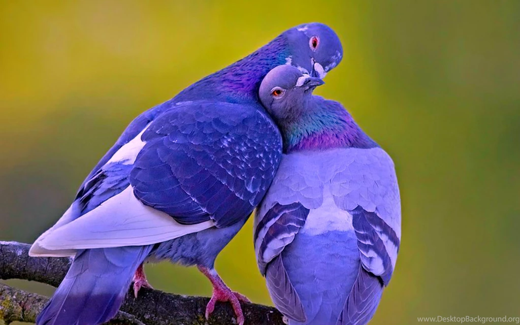Love Birds Wallpapers