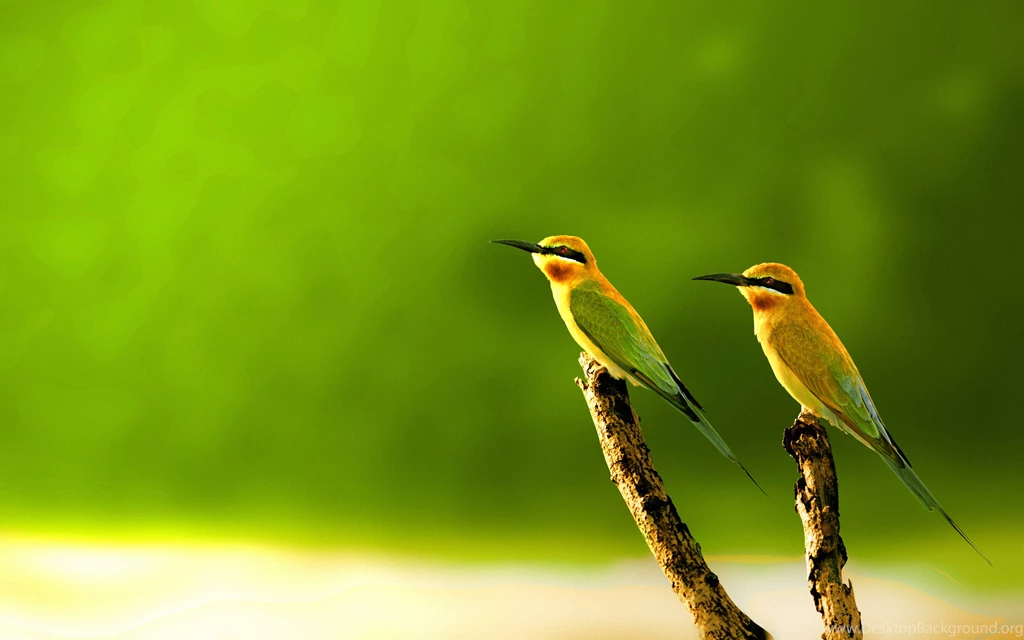 15+ Beautiful Birds Wallpapers Collection [HD Edition]   Stugon
