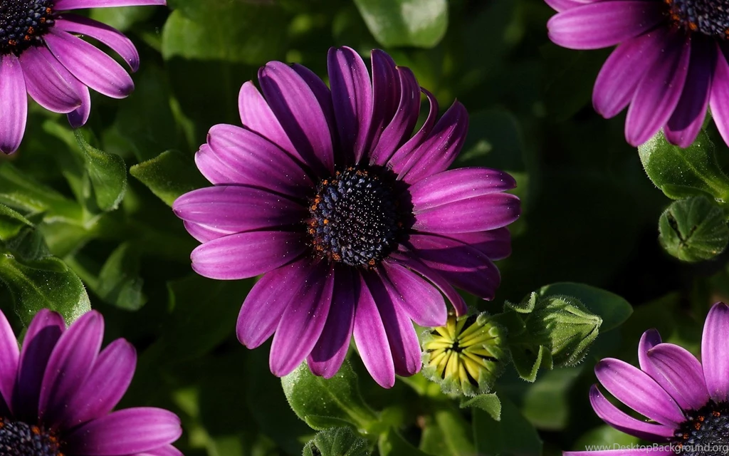 Hd Widescreen Wallpapers 1080p Widescreen Flowers