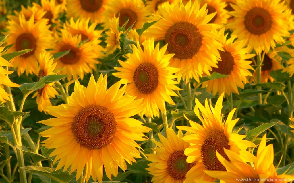 High definition widescreen flower wallpapers 5 Photography Wall