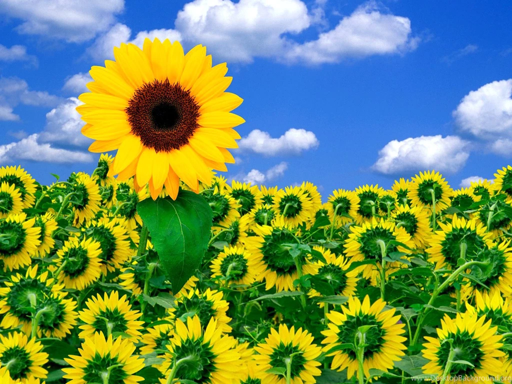 A, Little, Sunshine, Flower Wallpapers, Nature Images, Hd Flowers ...