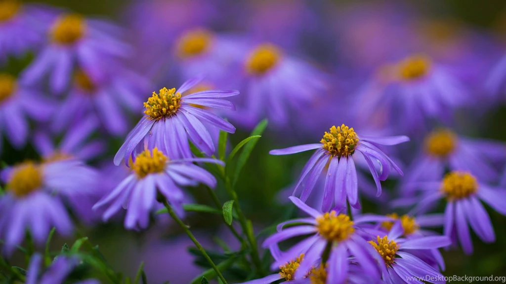 Flower Wallpaper: Beautiful Purple Flower Wallpapers Full HD HD ...