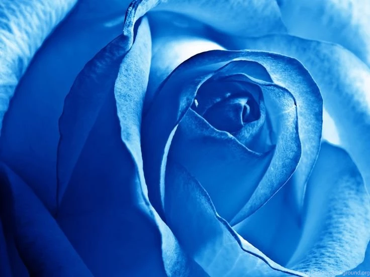 Purple Rose Backgrounds Wallpapers