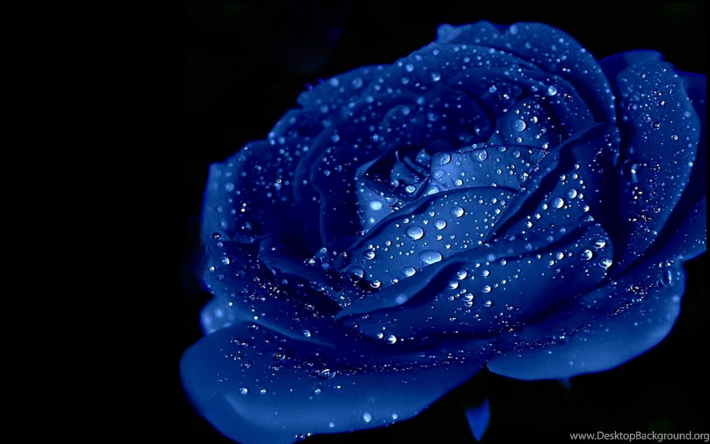 Blue rose high resolution wallpaper for desktop backgrounds