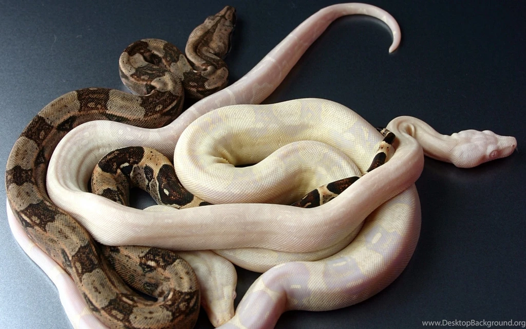 Best Jungle Life: 01/13/12