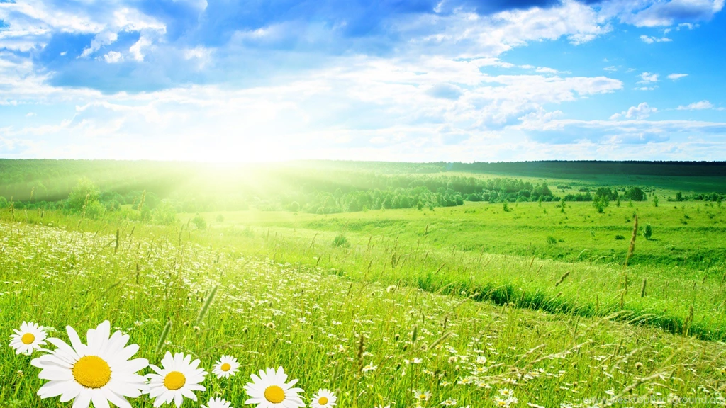 Nature Backgrounds Flowers