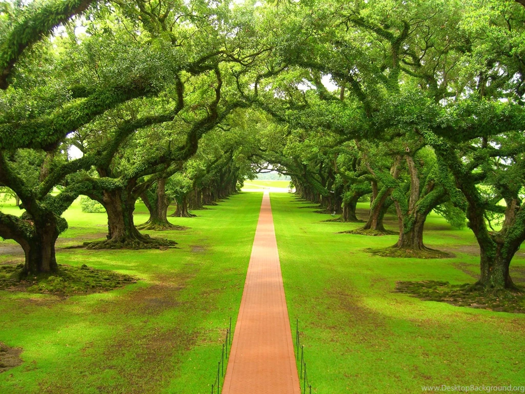 Green Nature Backgrounds, Wallpaper, Green Nature Backgrounds Hd ...