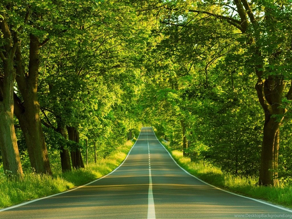 Nature Backgrounds Road In The Forest 1024x768px
