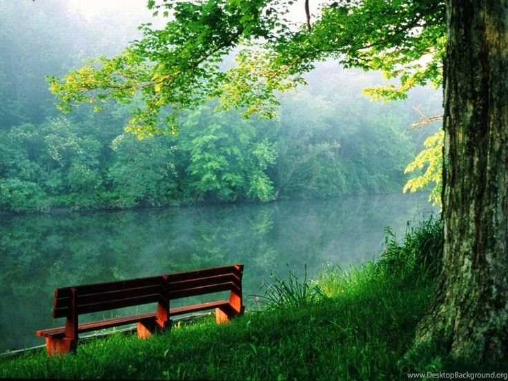 Download Free Forest Backgrounds Wallpaper, Rain Forest Pictures ...