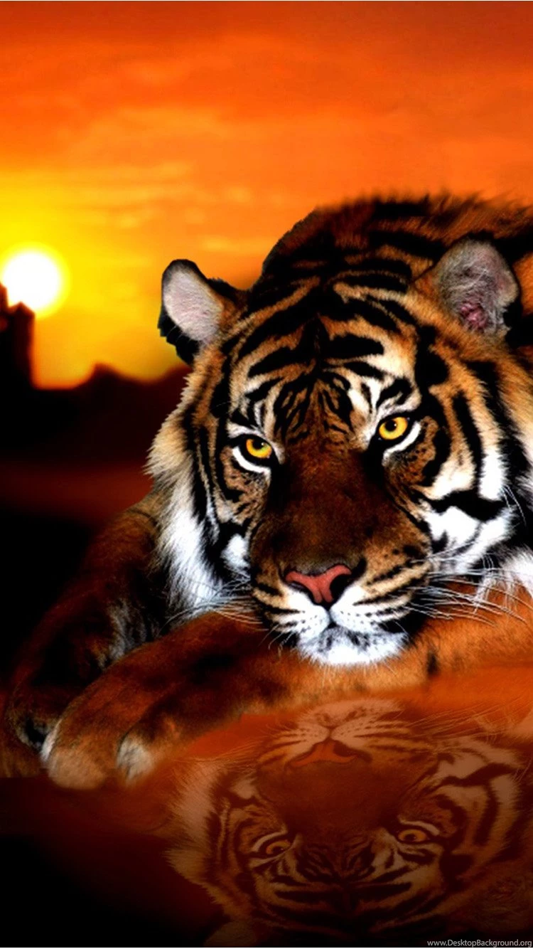 Amazing Animals Iphone 6 Wallpapers 90