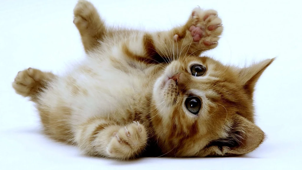 These Cute Kittens Will Make You Go Run To The Pet Store ...