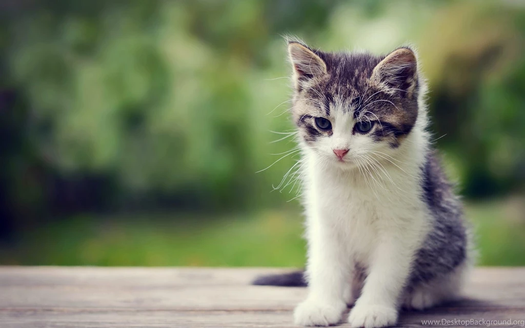 Kitten Pics