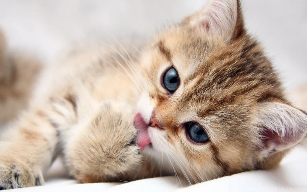 Kitten Pics