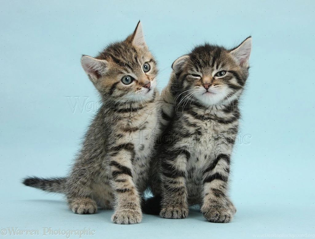 Two Cute Tabby Kittens On Blue Backgrounds Photo WP37816