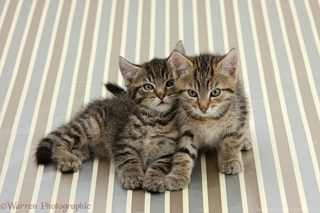 Cute Tabby Kittens, Sitting On Stripy Backgrounds Photo WP36430
