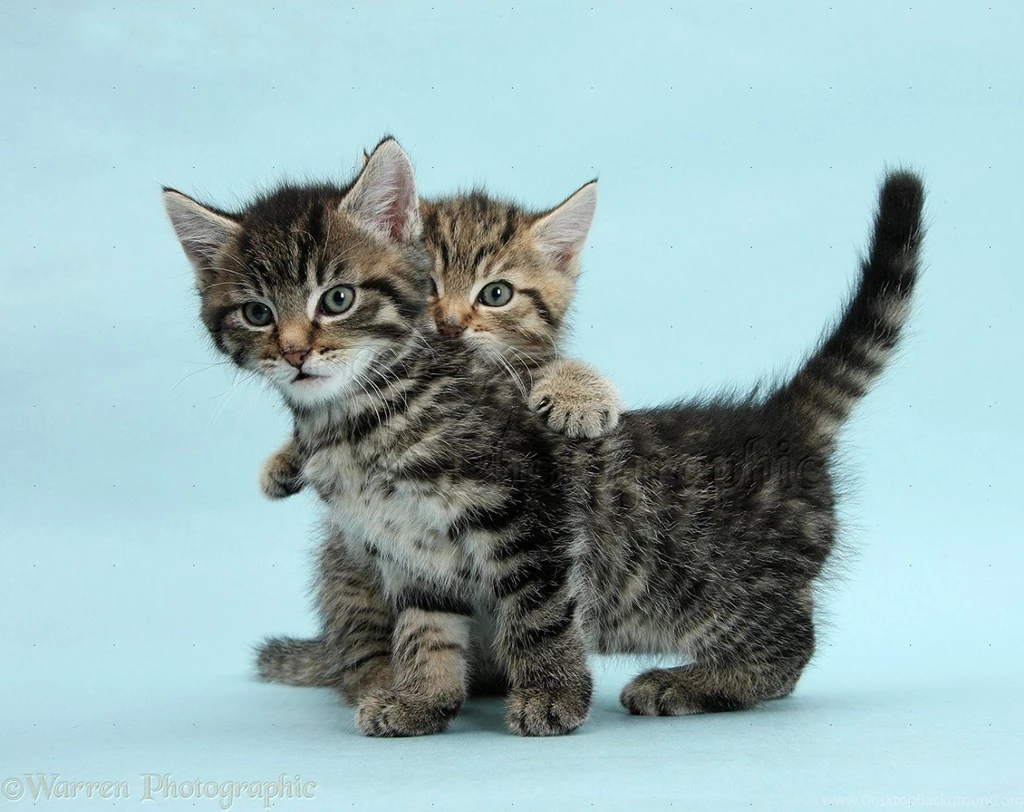 Two Cute Tabby Kittens On Blue Backgrounds Photo WP40051