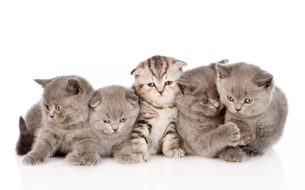 Kittens Kitten Cat Cats Baby Cute S Wallpapers