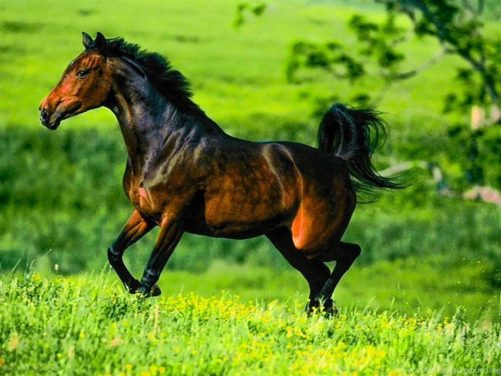 Quarter Horse HD Desktop Wallpapers