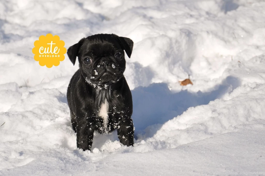 Wallpapers Of The Month: January 2016 — Cute Overload