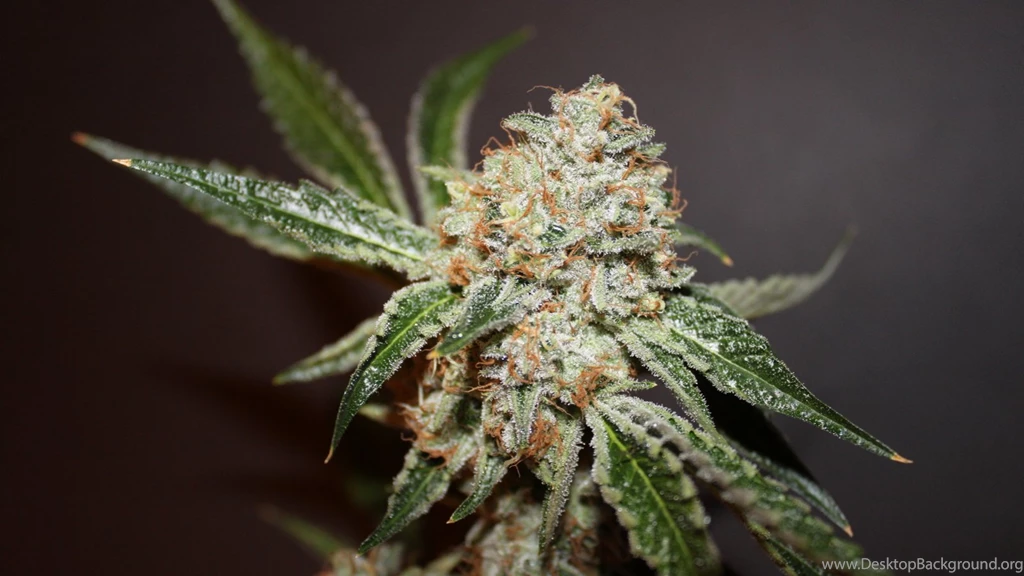 High Times Wallpapers Images Tbwnz.com