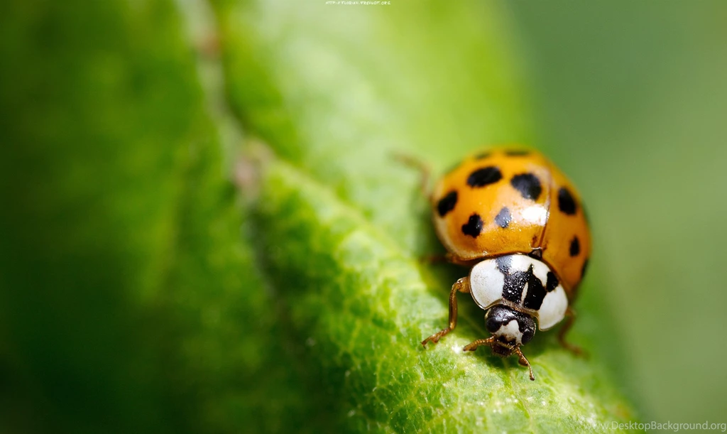 Beautiful Ladybug Wallpapers