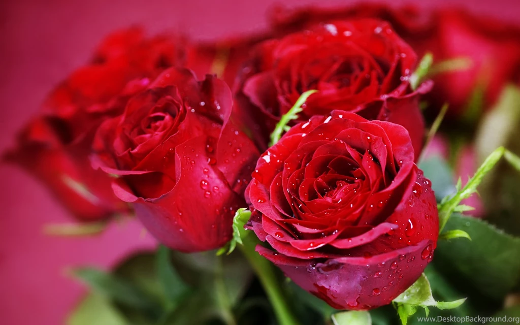 Nature Flowers Bouquets Rose Red Close Up Macro Holidays Valentine ...