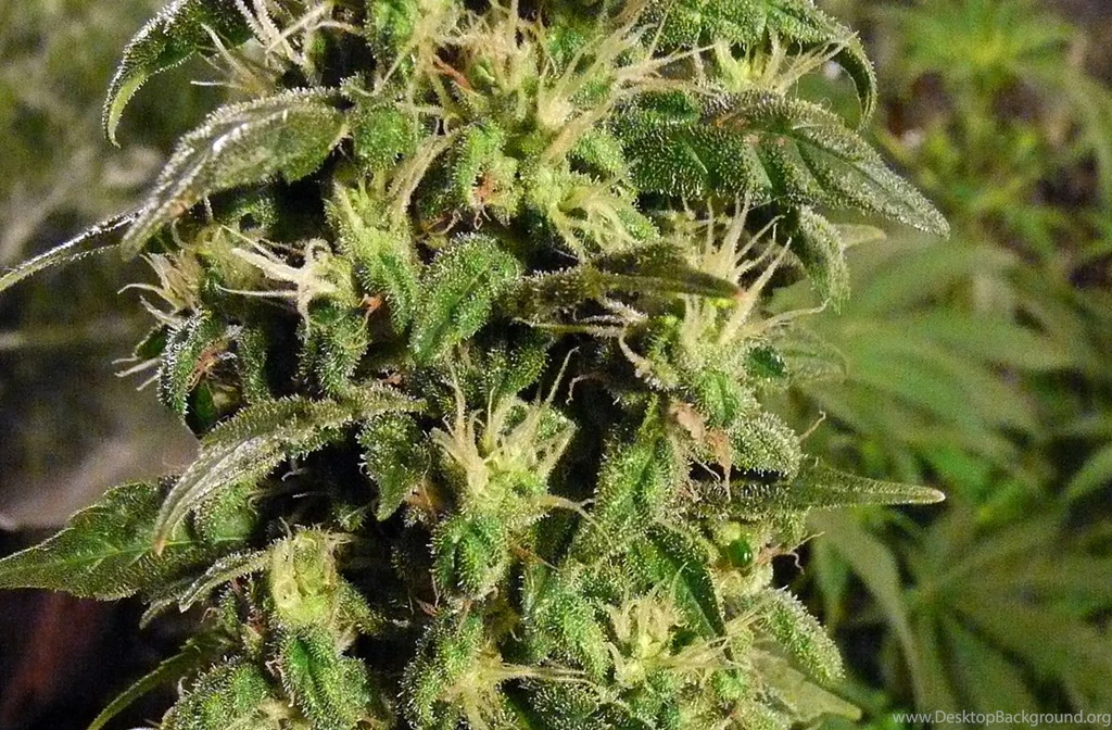 Cannabis Culture