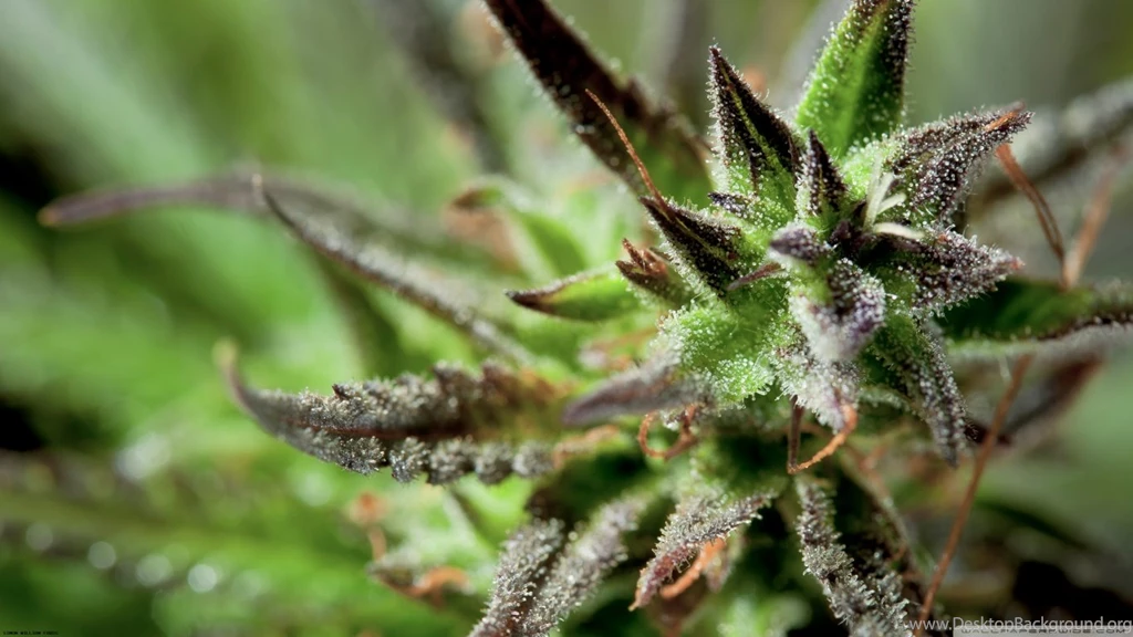 Cannabis Closeup HD Desktop Wallpapers : High Definition : Mobile