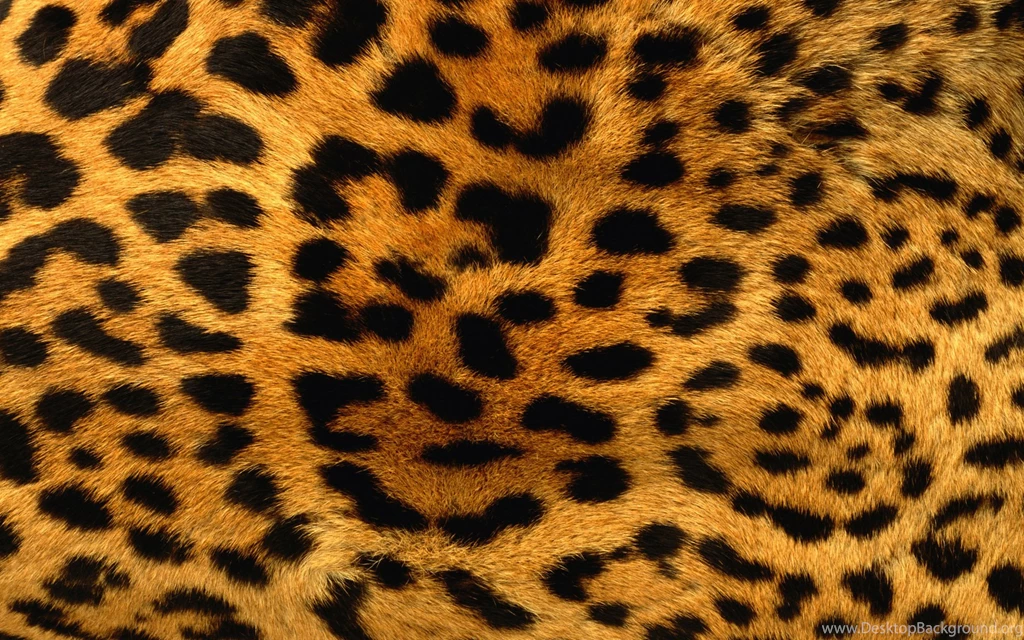 Leopard Wallpapers