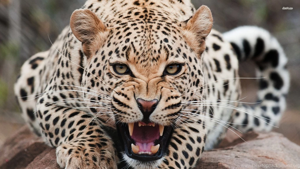 Wallpapers Of Leopard Wallpapers Zone