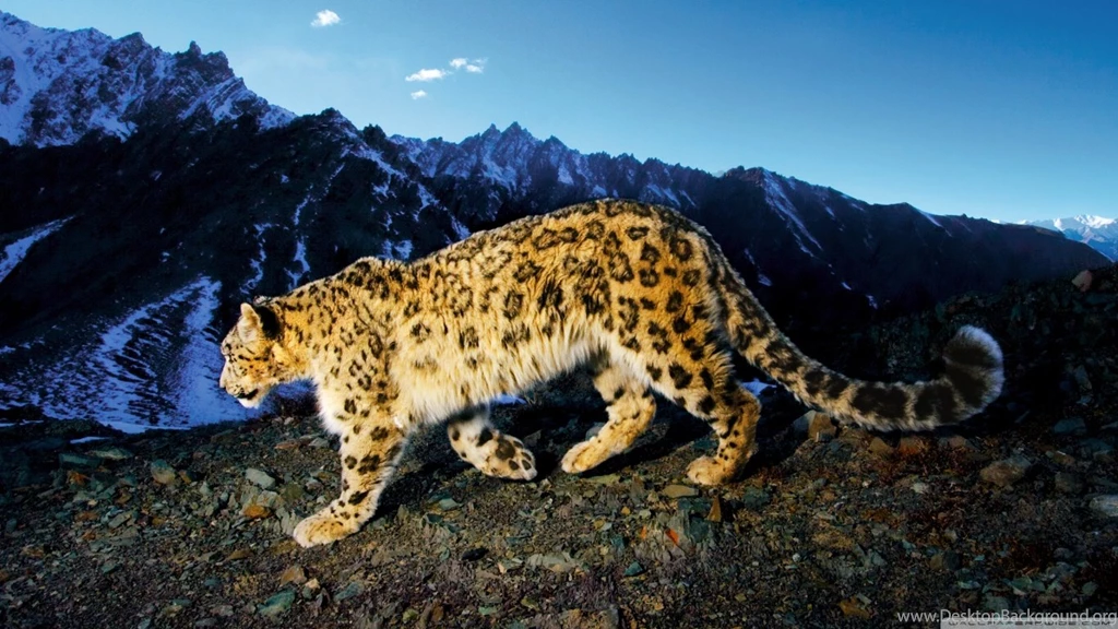 Snow Leopard Prowl HD Desktop Wallpapers : Widescreen : High ...
