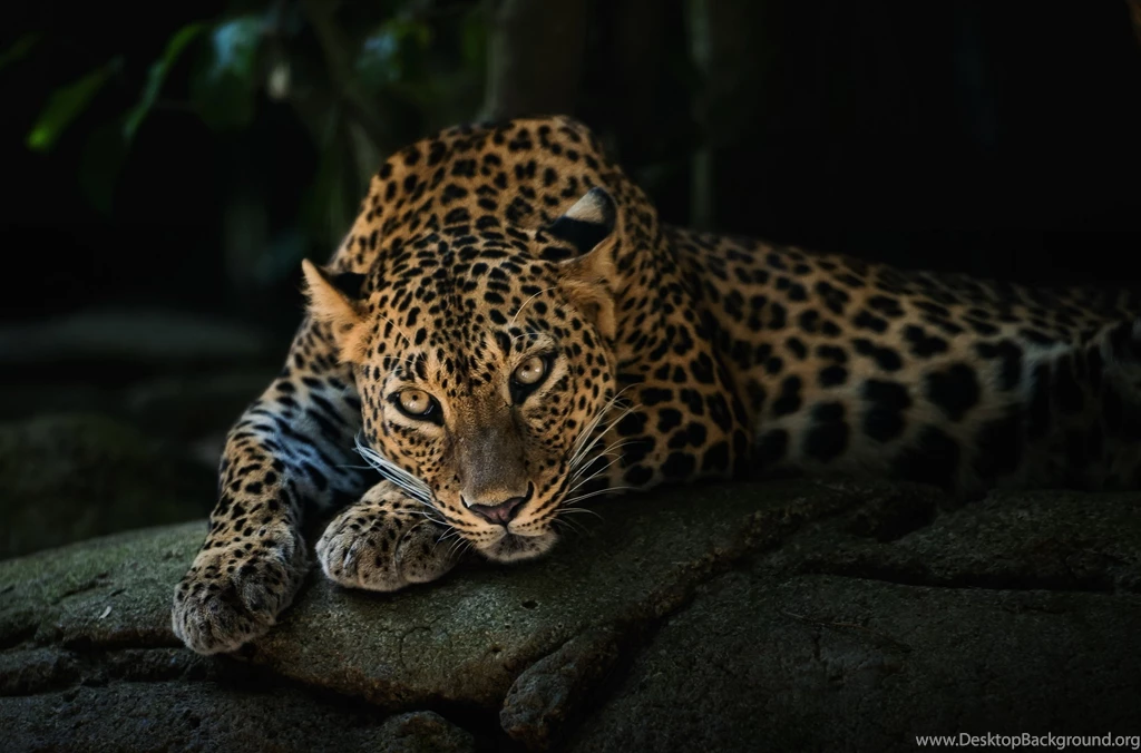 Animals, Leopard Wallpapers HD / Desktop And Mobile Backgrounds