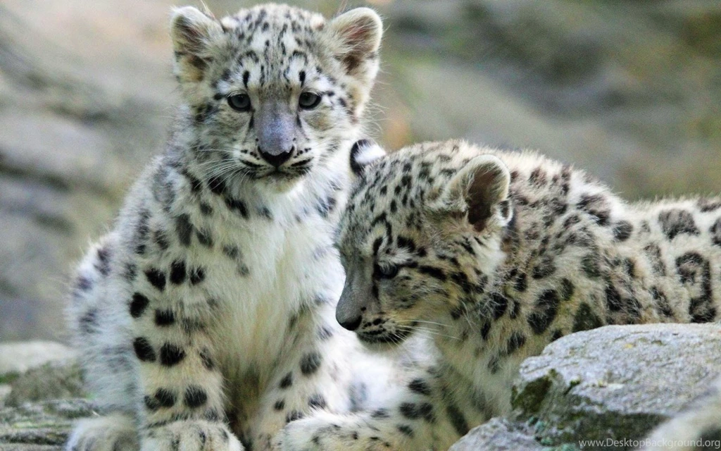 Young Snow Leopard Desktop Backgrounds HD 1920x1200
