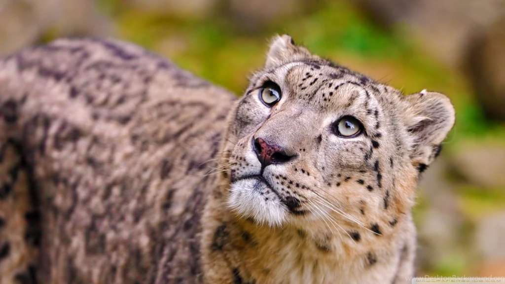 Looking Up Leopard Desktop Backgrounds Wallpaper, Size: 1920x1080 ...