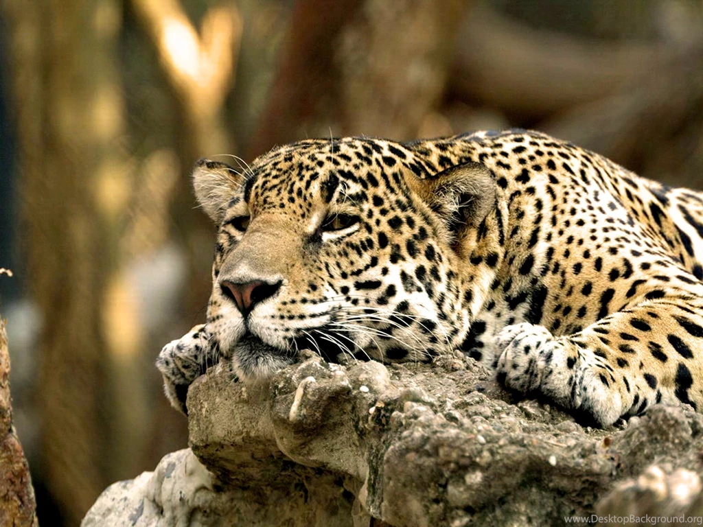 Leopard Wallpapers