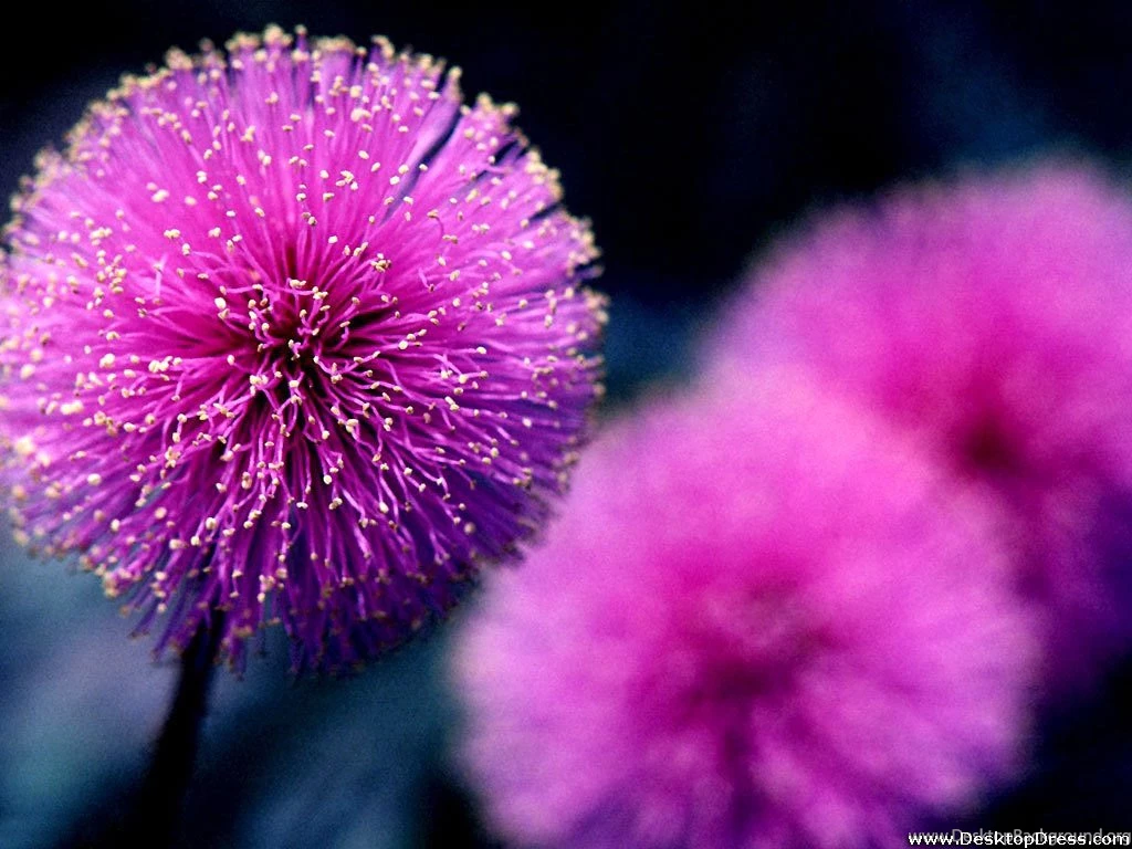 Purple Flowers Backgrounds Wallpapers Zone