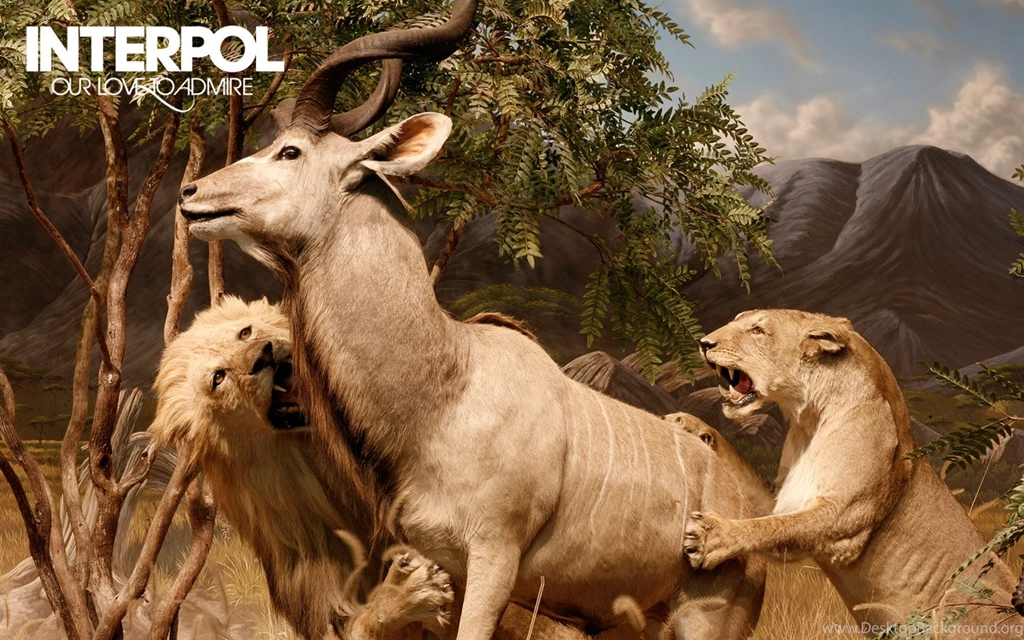 2 Interpol HD Wallpapers