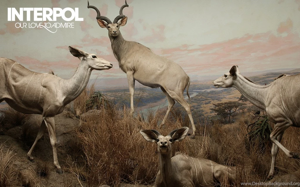 Interpol Interpol Wallpapers (57445) Fanpop