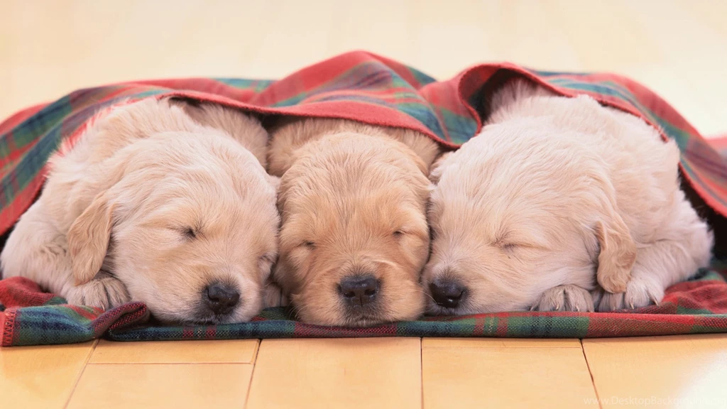 Wallpapers Lacie Heart Nature Cute Puppies 1920x1080