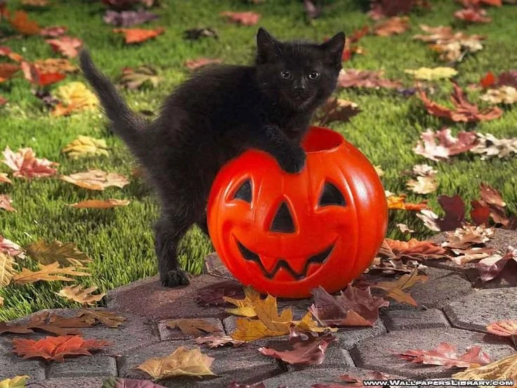 Halloween Cats On Pinterest