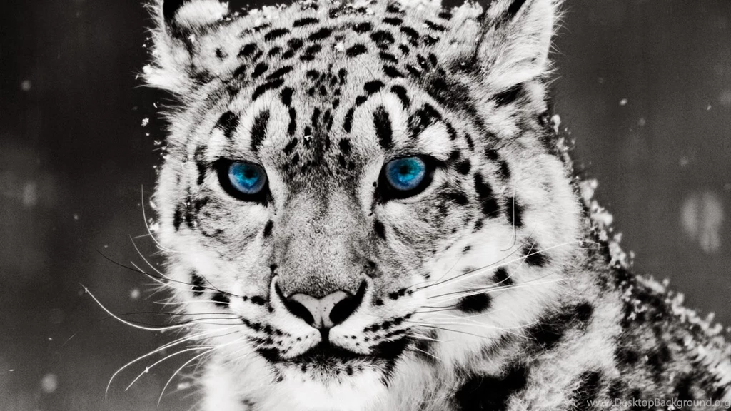 Cool Wallpapers