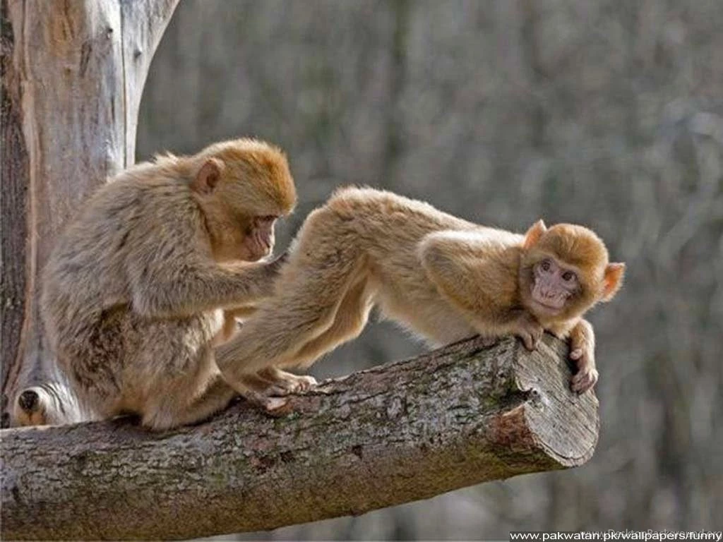 Funny Adult Wallpapers Wallpapers Zone
