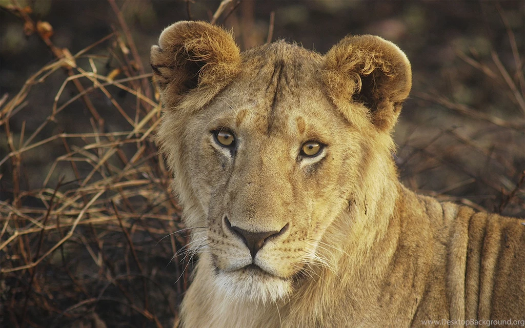 Lions, Young, Lion, Adult, Wallpapers, Sizes (