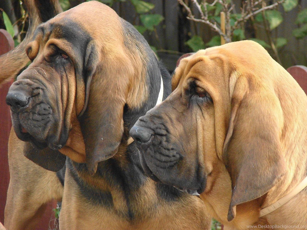 Two Adult Bloodhound Wallpapers And Images Wallpapers, Pictures ...