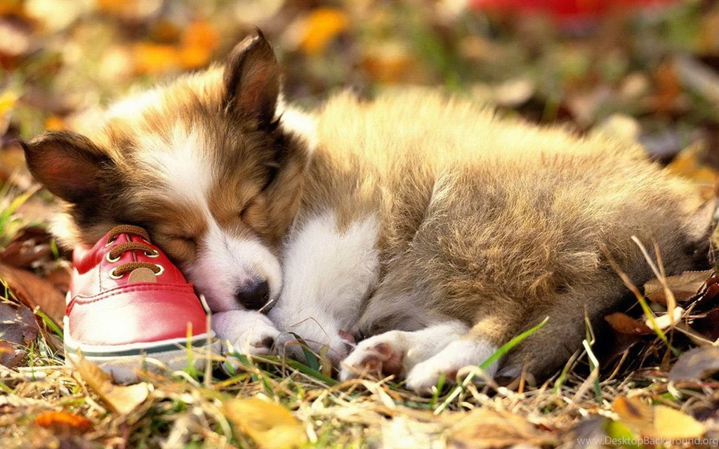 Autumn Season Wallpapers Cute Dog Photography 6 - Animal ...