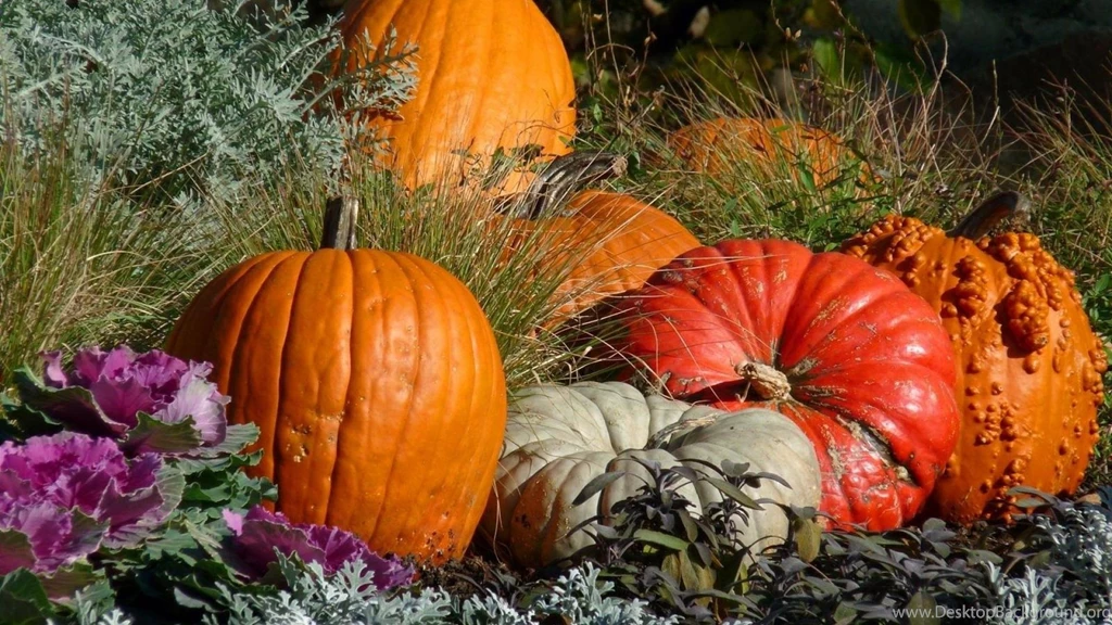 Autumn Harvest Wallpapers   (