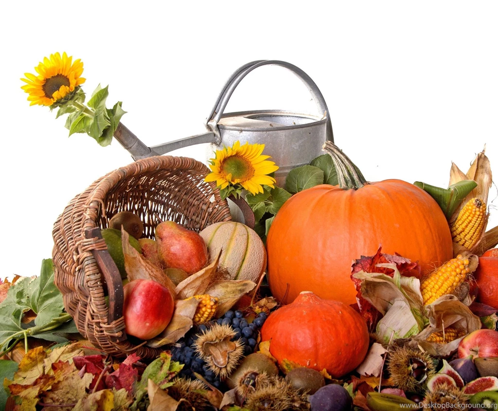 Autumn Harvest Food Watering Can Sunflowers Thanksgiving Wallpapers ...