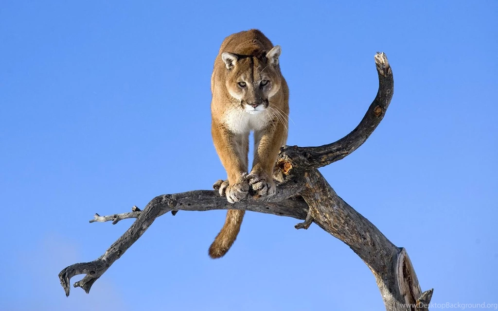 Wallpapers Big Cats Pumas Animals Image