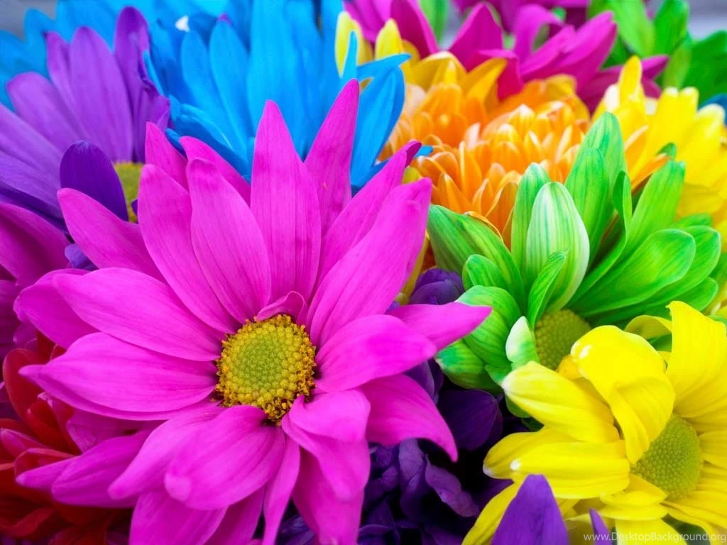 Wallpapers Flowers Free Wallpapers Zone
