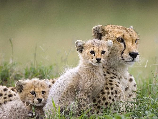 Cute Alert: Cheetah Cub Photos AmO Images AmO Images